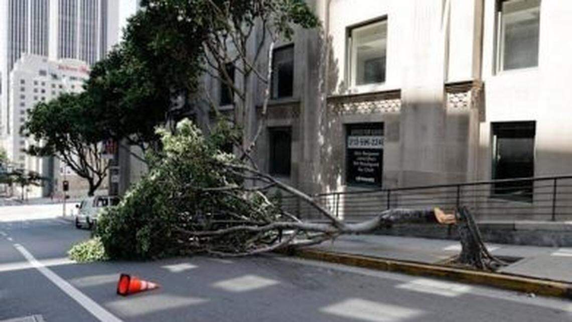 Some street trees were cut down at the base, while others were cut several feet above the pavement
