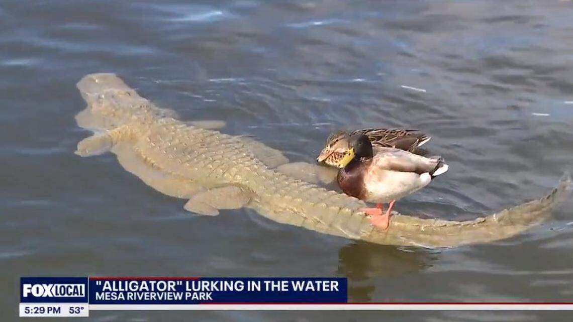 Unexpected alligator encounters across the United States Miami Herald