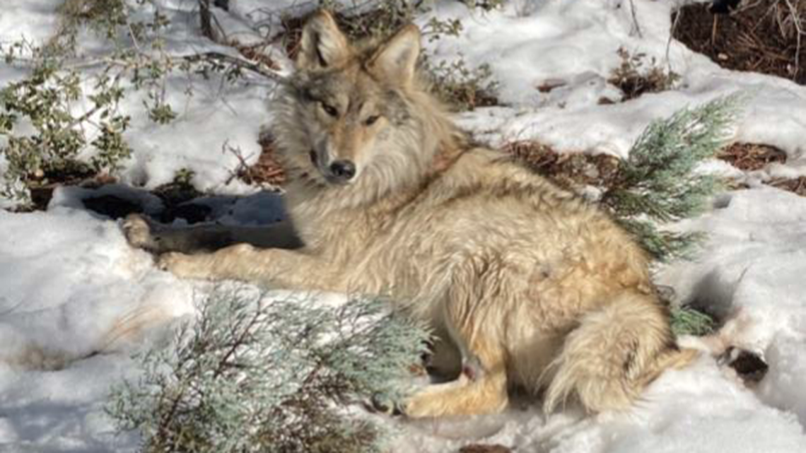 Wildlife officials captured an endangered Mexican gray wolf (not the one pictured) named Asha for the second time. The wolf dispersed from her pack and wandered north, captivating the nation.