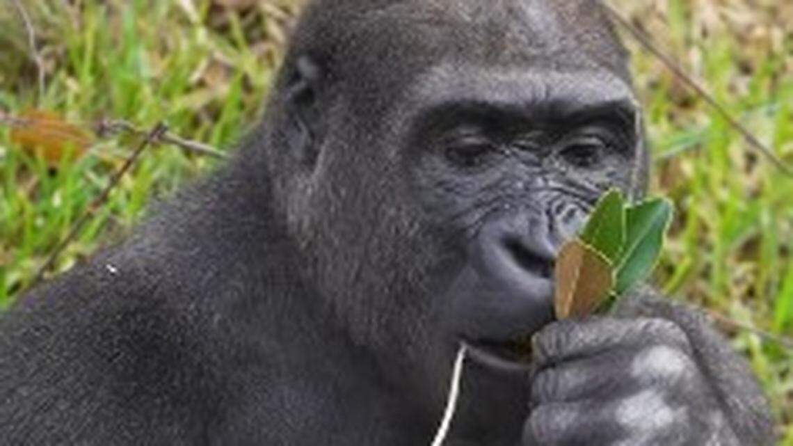 Denny, one of the zoo’s gorillas, broke one of the three layers of tempered glass panels in the gorilla forest habitat on Saturday, Oct. 11,