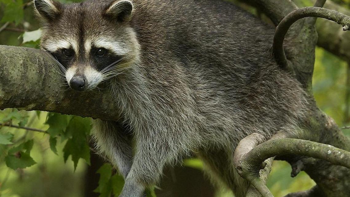 Got a wild raccoon family under your porch? Trapping, relocating WA wildlife is illegal