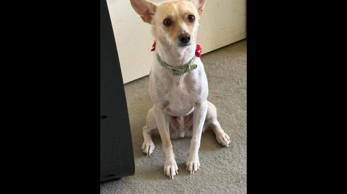Poncho and his 85-year-old owner were found down a steep embankment after going missing.