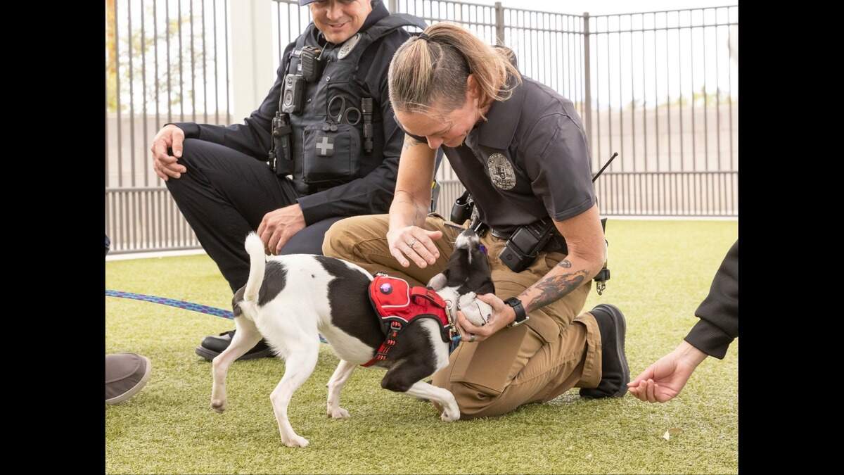 Benji got a “happy day” after being abandoned on a backstreet in Arizona.