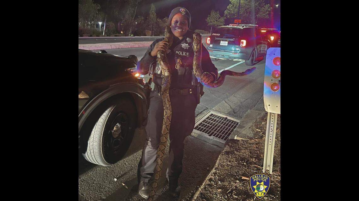 A 10-foot python was found in a car following a Vallejo police chase after other occupants shined lasers at officers, California cops say.