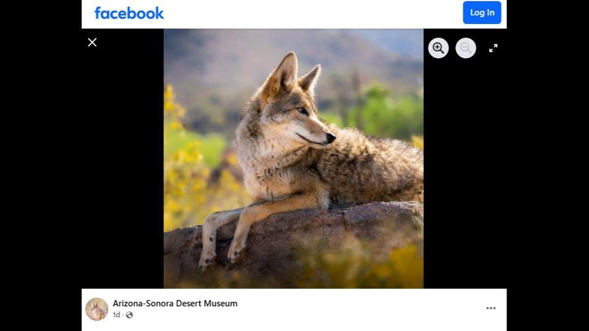 Pogo, a beloved Arizona coyote, has died, officials said.