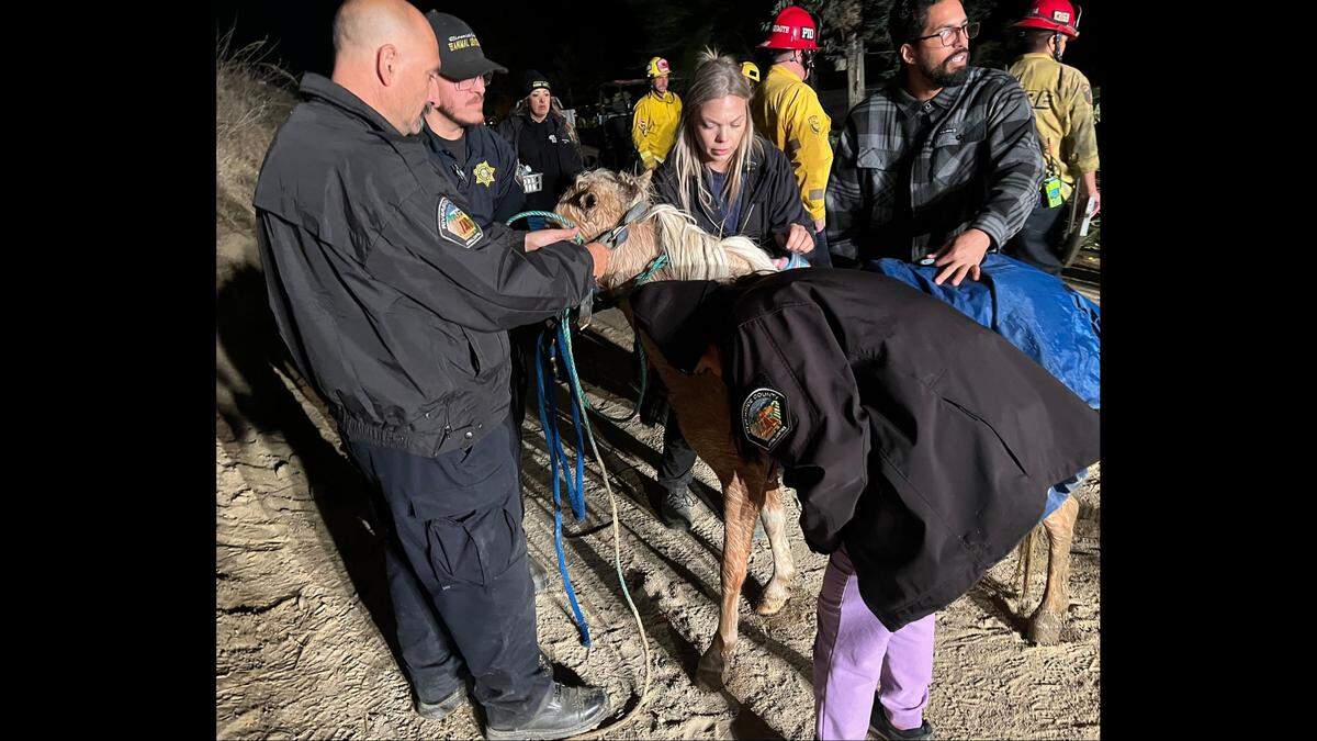 Butter did not suffer any serious injuries, the shelter said.