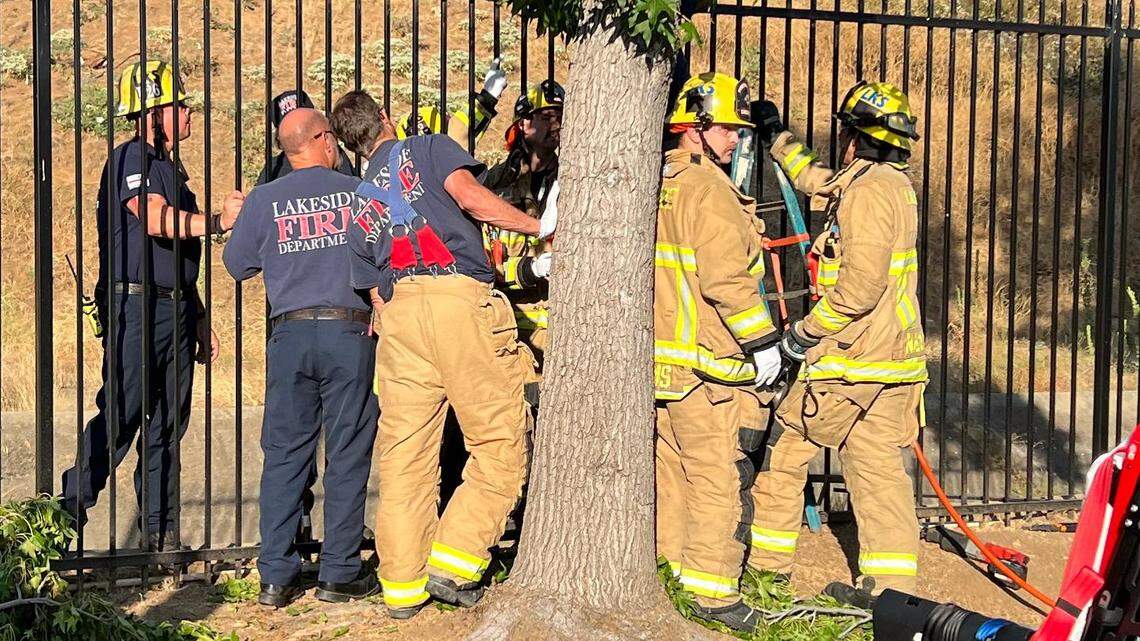 A tree trimmer became impaled on a fence after falling from a ladder in Lakeside, California firefighters say.