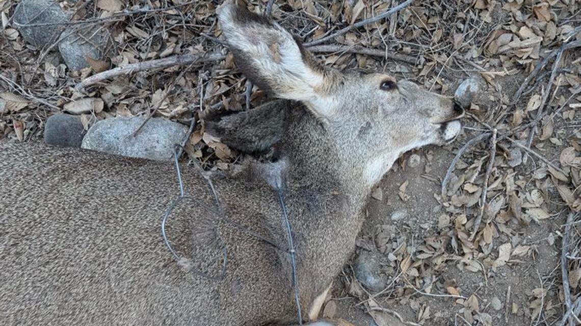 Wildlife officers shot the deer with a tranquilizer dart so the cage could be safely removed.