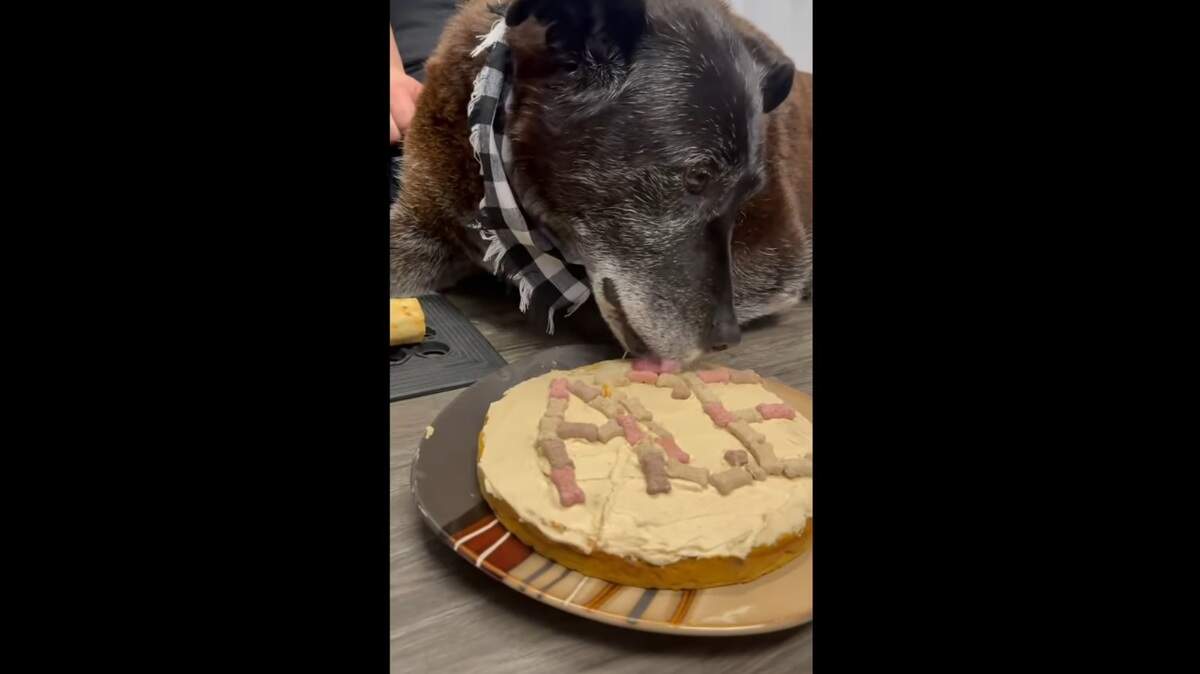 A senior dog known as the mascot at the Alaska animal shelter where he has been for 4 years found a family to spend his last years with, officials said.