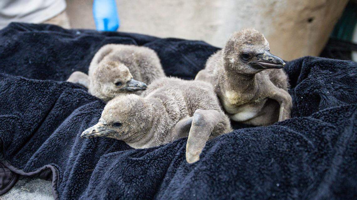 A trio of adorable Humboldt penguin chicks hatched at a California zoo for the first time in six years.