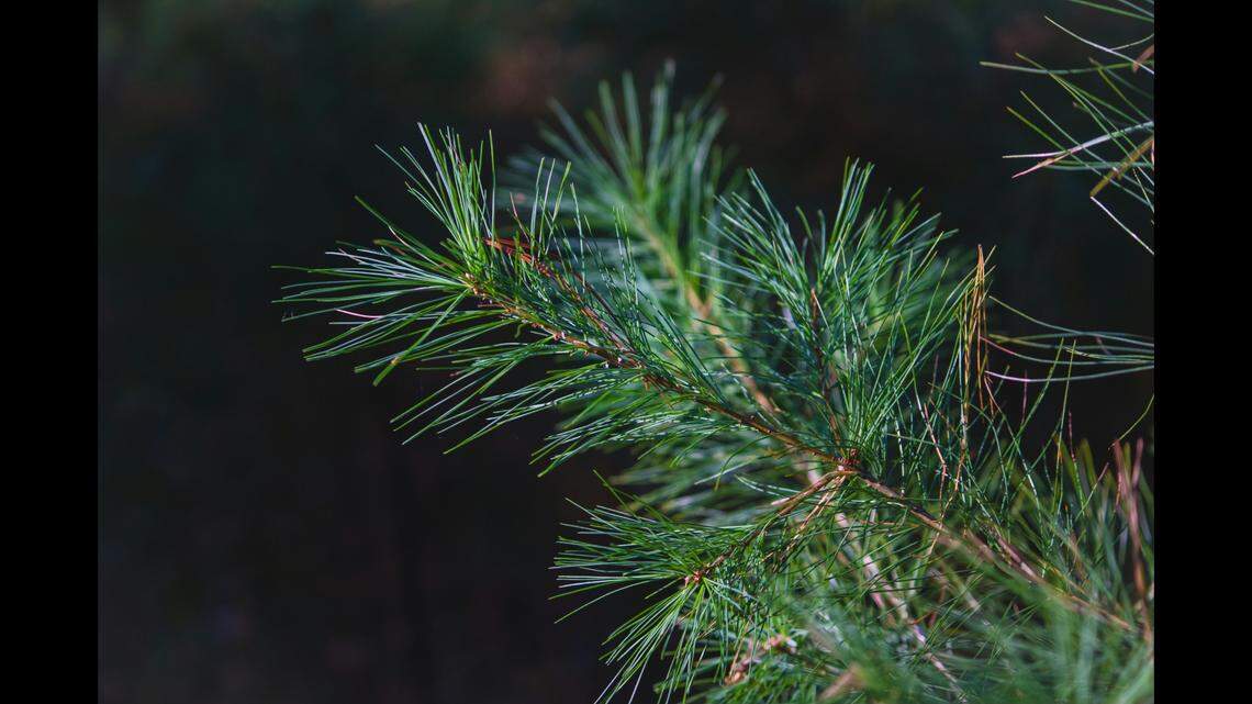 The inspectors then “checked every Christmas tree and the inside of the container” but found no additional animals, officials said.