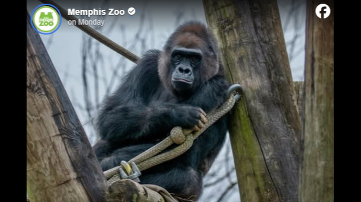 A 37-year-old gorilla was found dead in her enclosure, Tennessee zookeepers said.