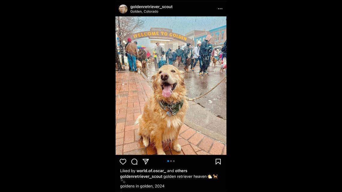 Hundreds of golden retrievers attended the annual “Goldens in Golden” gathering in Golden, CO.
