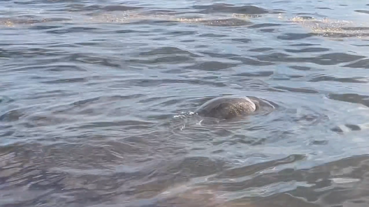 A California family discovered a 400-pound sea creature stranded on the beach while vacationing in the Cayman Islands and jumped into action to help it.