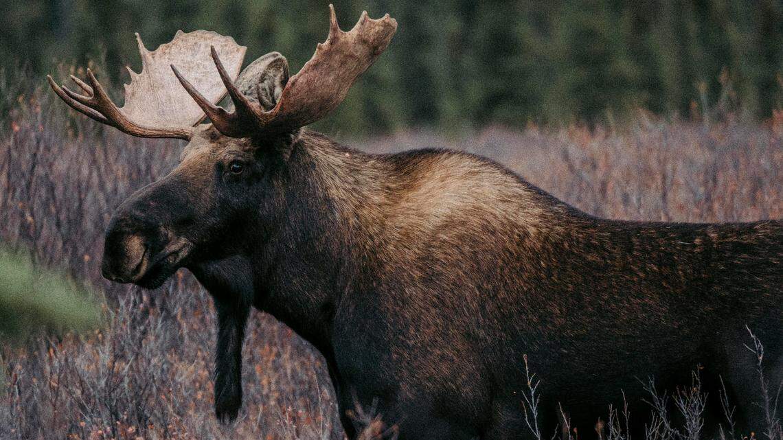 A pair of hunters are accused of killing a moose in Denali National Park and wasting most of it — except for one trophy they made sure to take.