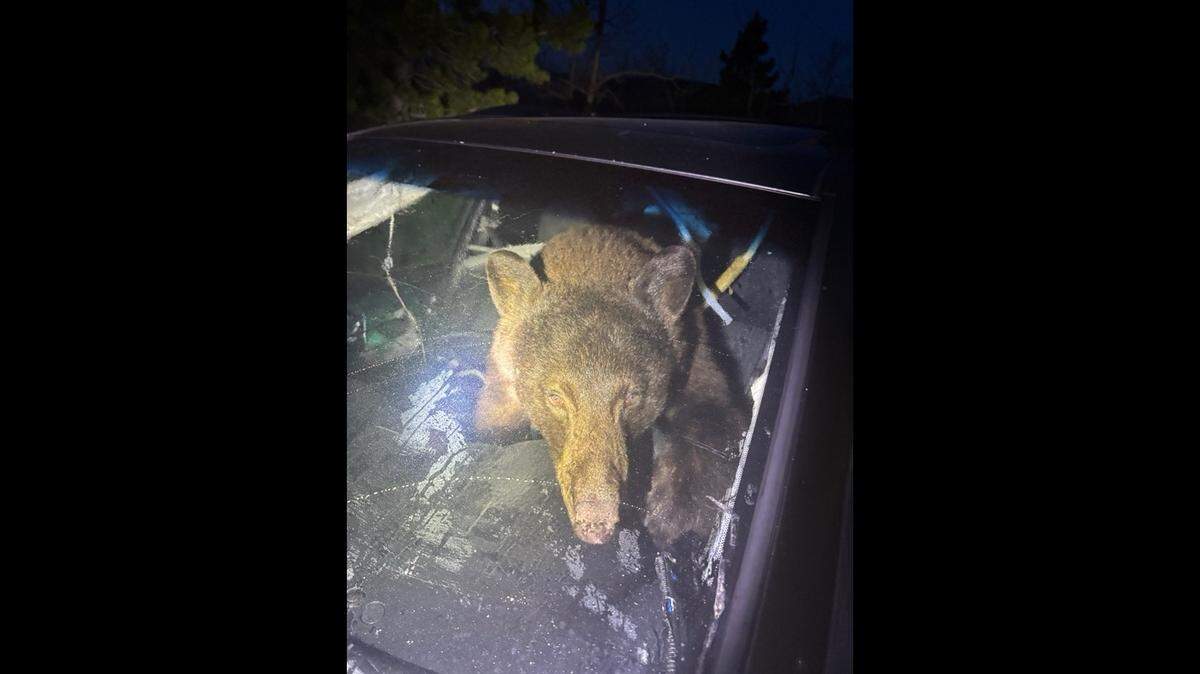 A hungry bear broke into a car in a desperate search for food after a long Colorado winter, photos show.