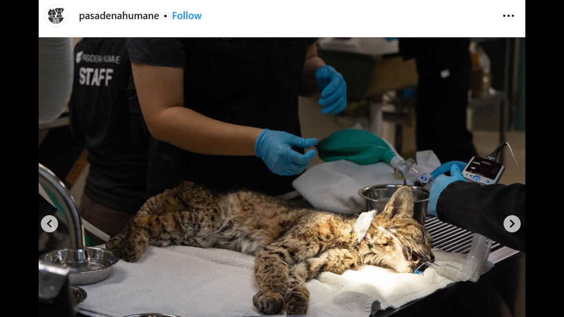 After sedating the bobcat, veterinary staff took X-rays and bandaged her paws, according to the nonprofit.