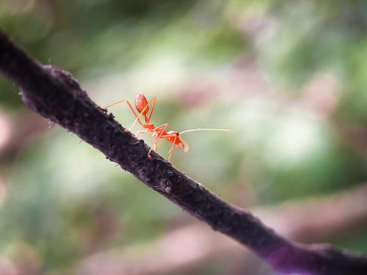 When fire ants are disturbed, they attack in large numbers.