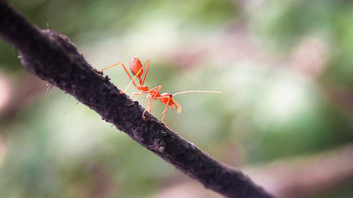 Imported red fire ants are causing problems in the affluent community of Montecito near Santa Barbara, California offiicals say.