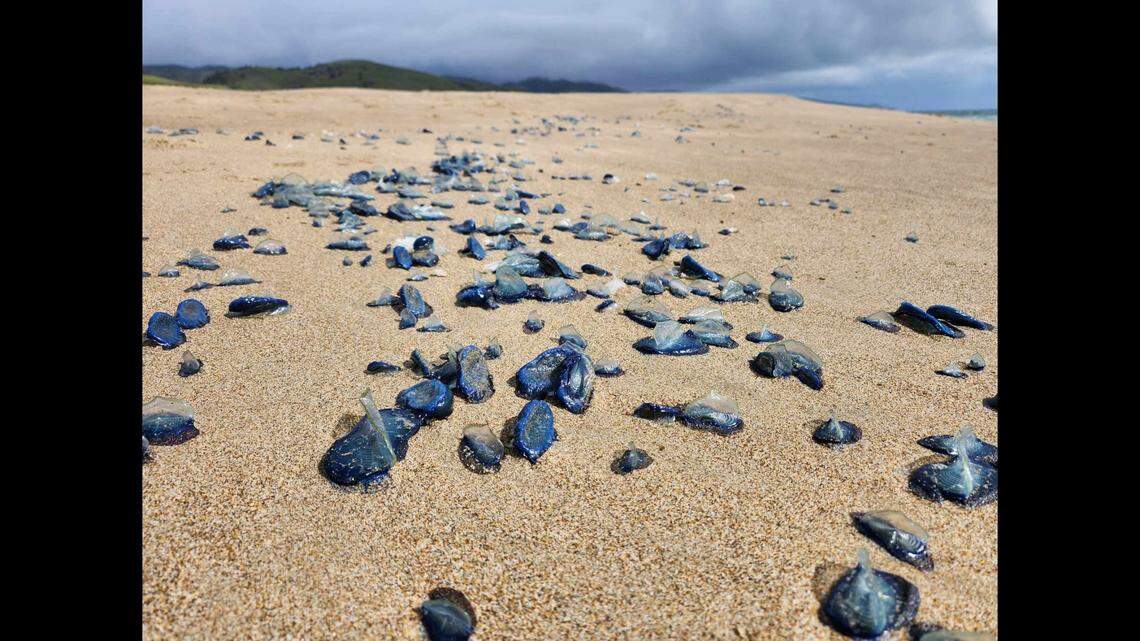 Sighting thousands of  velella velella stranded along the Point Reyes seashore is common during the spring and early summer months.