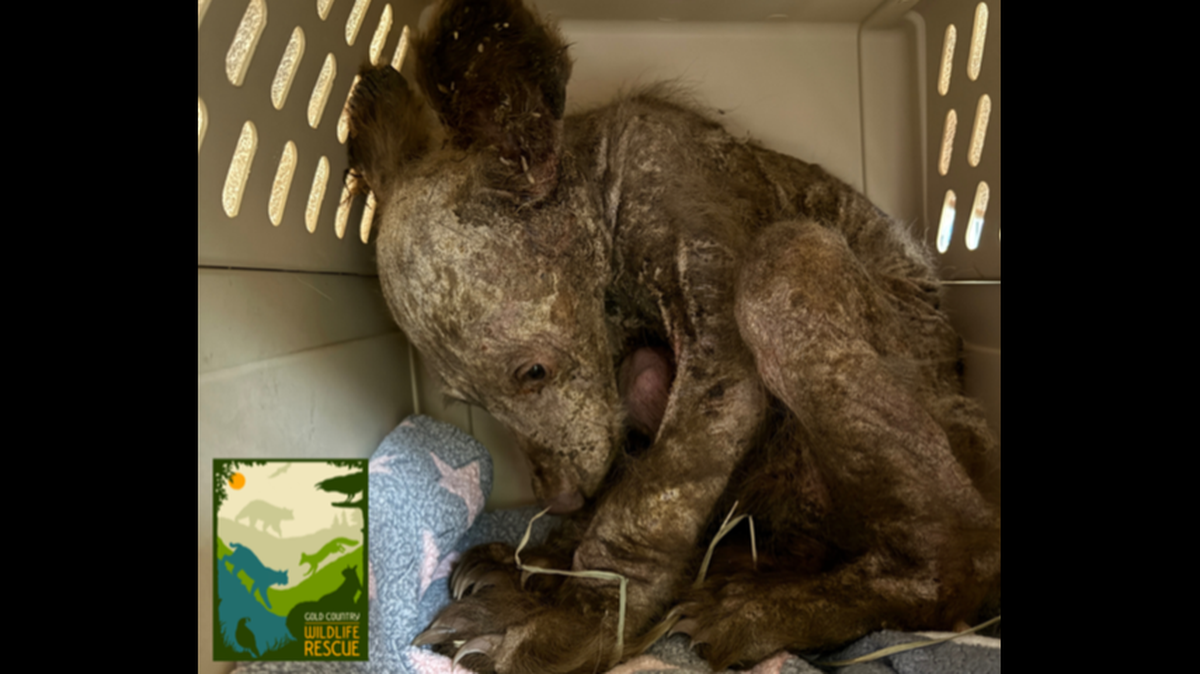 A hairless, orphaned bear cub has a chance at surviving thanks to the dedicated community that captured him and brought him to a wildlife rescue permitted to rehabilitate bears in California.