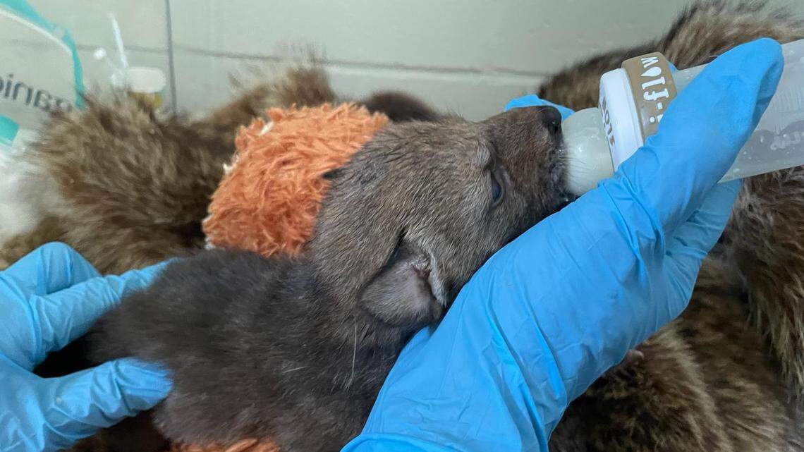 A family was vilified after they separated a litter of coyote pups from their mother, but wildlife officials said it was the “best decision possible under the circumstances” after the protective mother bit their dog.