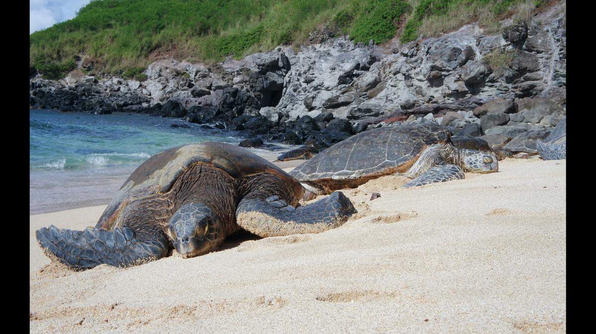 Two actresses apologized after a video with a sea turtle sparked “furor,” Hawaii officials said.