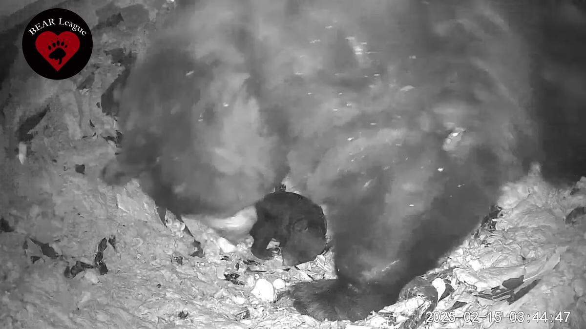 Mama bears are setting up baby nurseries under California homes, heartwarming videos show.