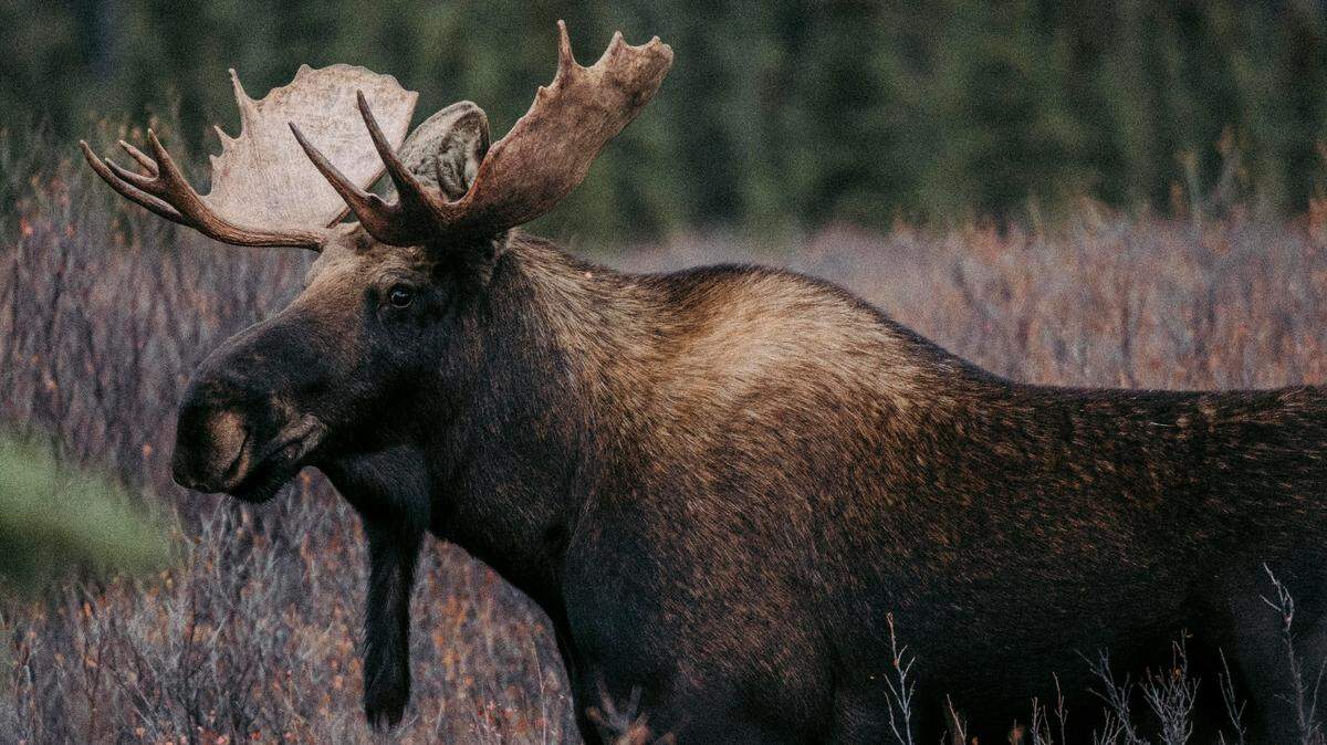 A moose (not the one pictured) charged at a hunter May 24 near Blackfoot, Idaho, officials said.