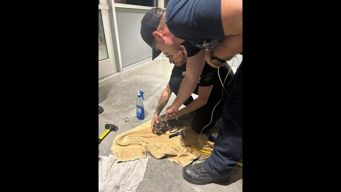 A firefighter gingerly pulled the kitten from the tire after using a saw to make a hole in the tire rim.