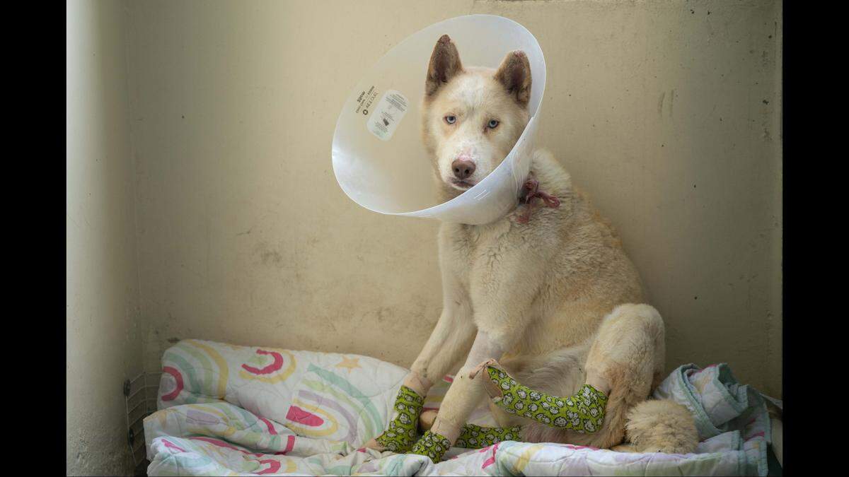 When Riley arrived at the shelter, he “was suffering from smoke inhalation and had burns all over his body, including all four of his paws,” the nonprofit said.
