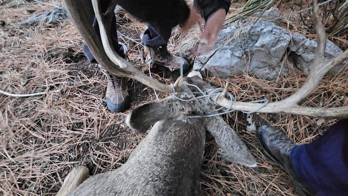 A deer’s antlers got caught on dog run cable in a yard in Durango.