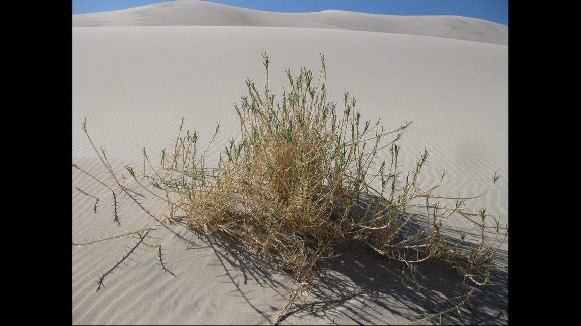 An undamaged Eureka dunegrass plant.