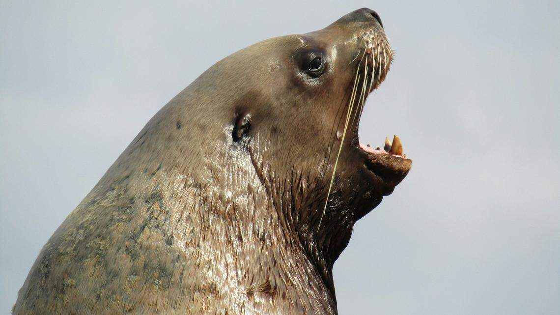 A sea lion bit a man swimming off Mission Beach in San Diego, officials say.