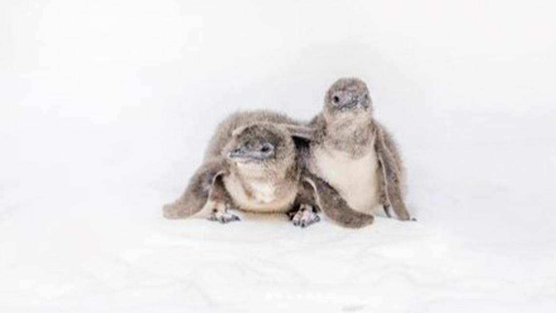 Two baby little blue penguins have hatched at the Birch Aquarium at Scripps Institution of Oceanography in California.