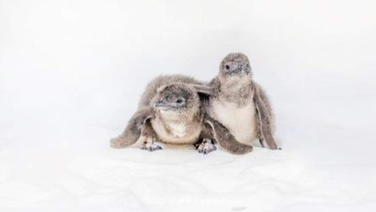 Two baby little blue penguins have hatched at the Birch Aquarium at Scripps Institution of Oceanography in California.