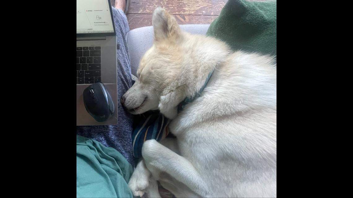 Riley, a dog badly burned in a California wildfire, has found a new home, a nonprofit said.