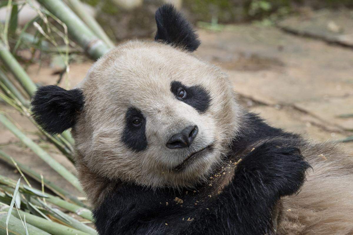 Yun Chuan is described by zoo staff as “mild-mannered, gentle and lovable.”