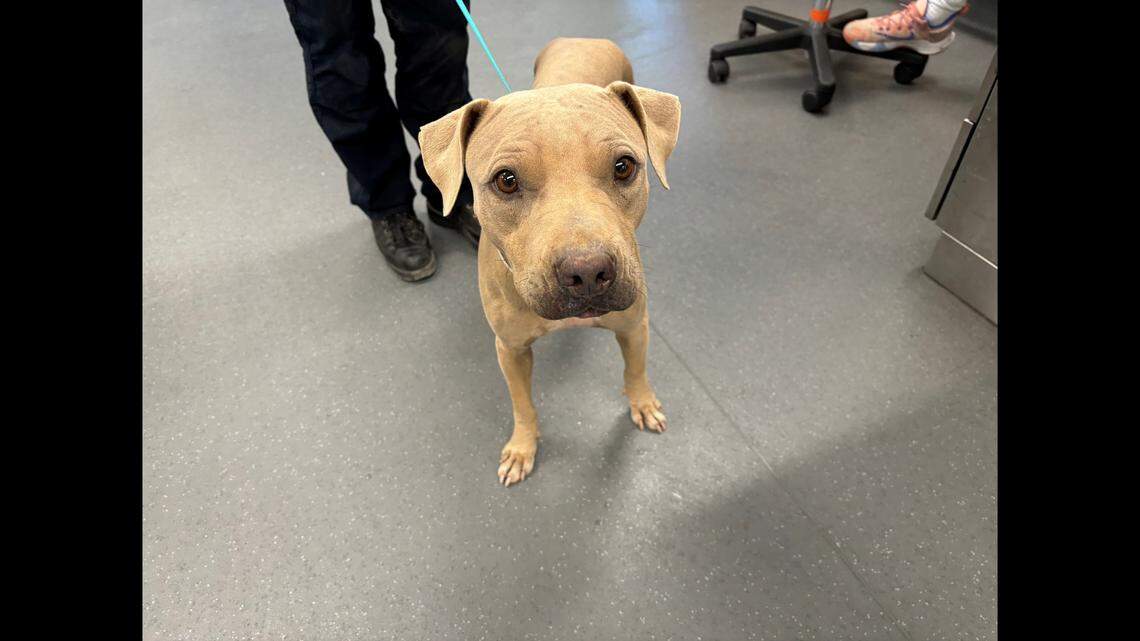 Bright Eyes is on the mend after being rescued.