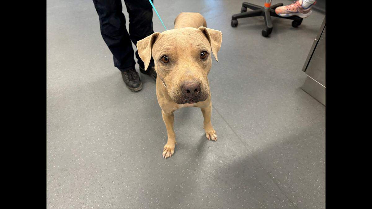 Bright Eyes is on the mend after being rescued.