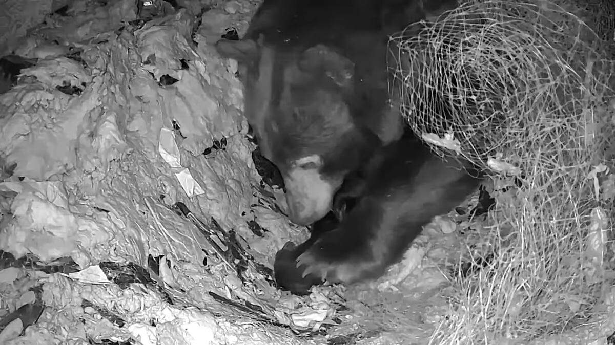 A homeowner heard “something or someone” crying under their house in California, and it led to the discovery of a mama bear’s nursery, video shows.