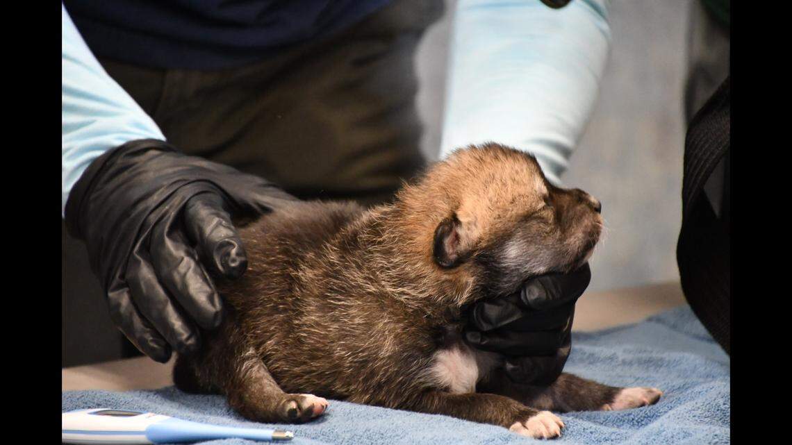 A Mexican wolf pup, born at the Living Desert Zoo in Carlsbad, NM, is given a health check before being fostered into a wild wolf den in Arizona.