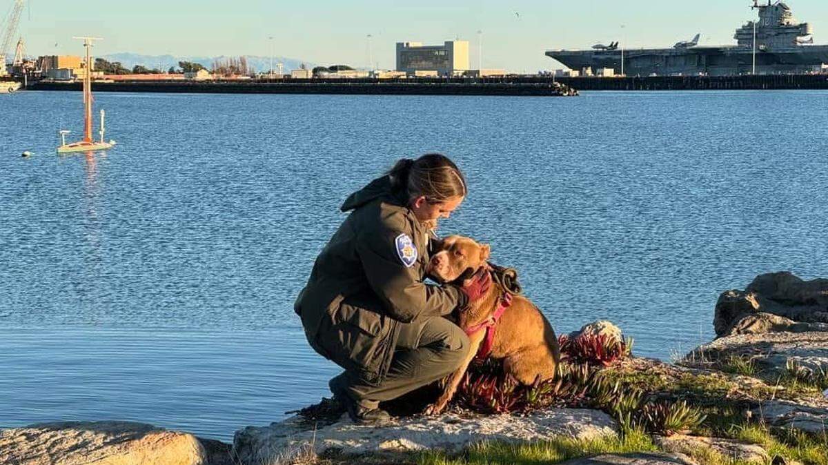 A scared pup is now “safe and sound after a long and exhausting week” of evading rescue efforts — including swimming in San Francisco Bay and getting trapped on the rocks, officials said.