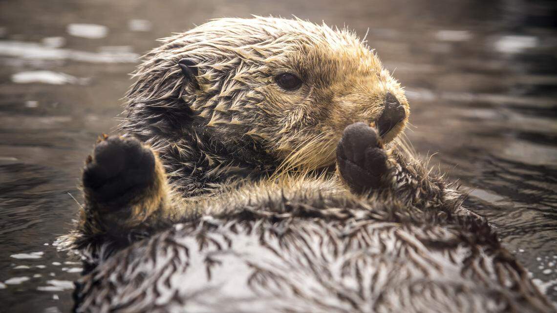 Rosa, the oldest sea otter at Monterey Bay Aquarium in California at age 24, has died after raising 15 rescued otter pups.