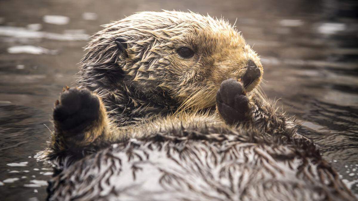 Rosa, the oldest sea otter at Monterey Bay Aquarium in California at age 24, has died after raising 15 rescued otter pups.