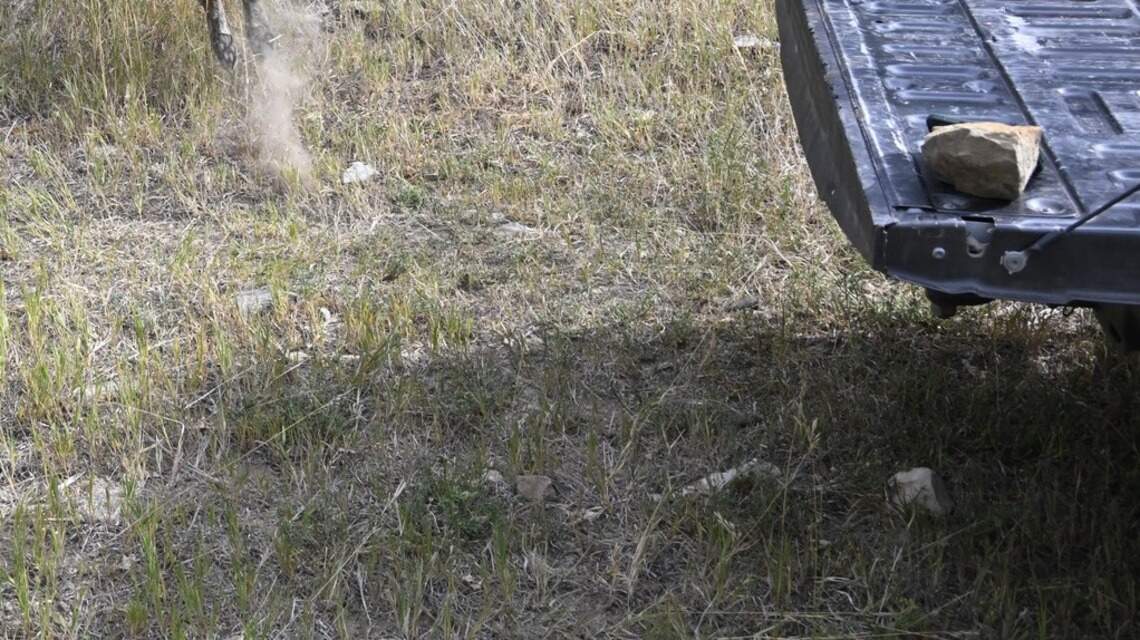 Watch as apex predator ‘tornadoes’ back into CO wilderness after rehabilitation