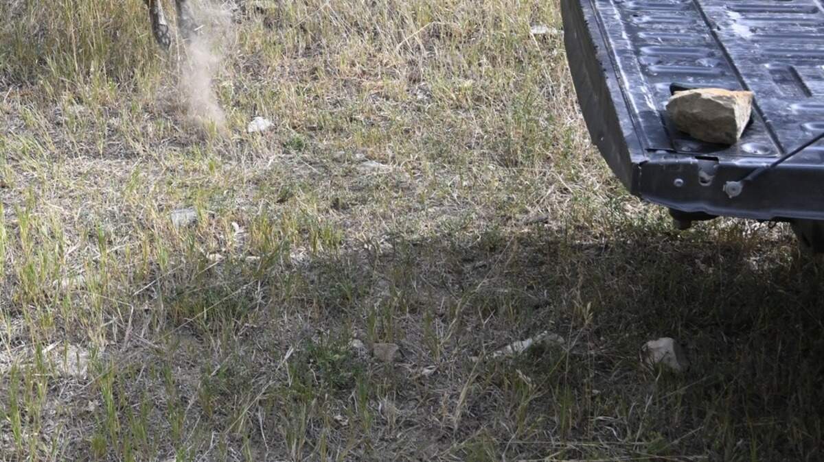 A rehabilitated apex predator was so eager to leave captivity behind, the creature tornadoed out of its cage and made a wild break for the Colorado wilderness, photos and video show.