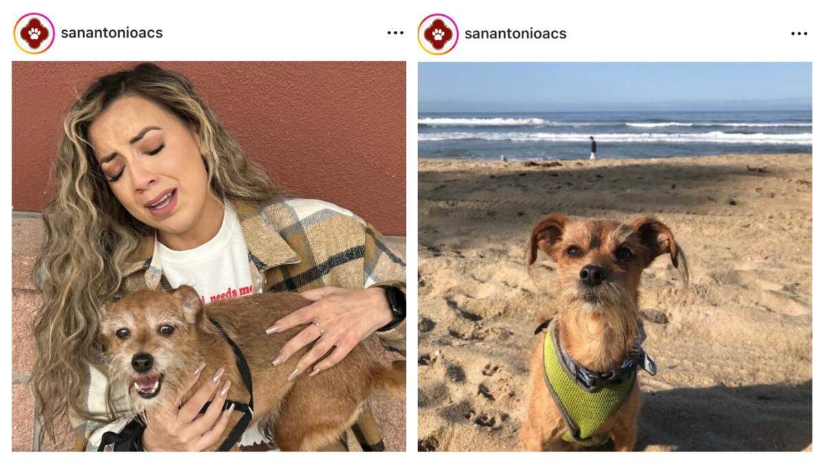 A California woman was reunited with her lost dog — found in Texas — four years after he went missing.