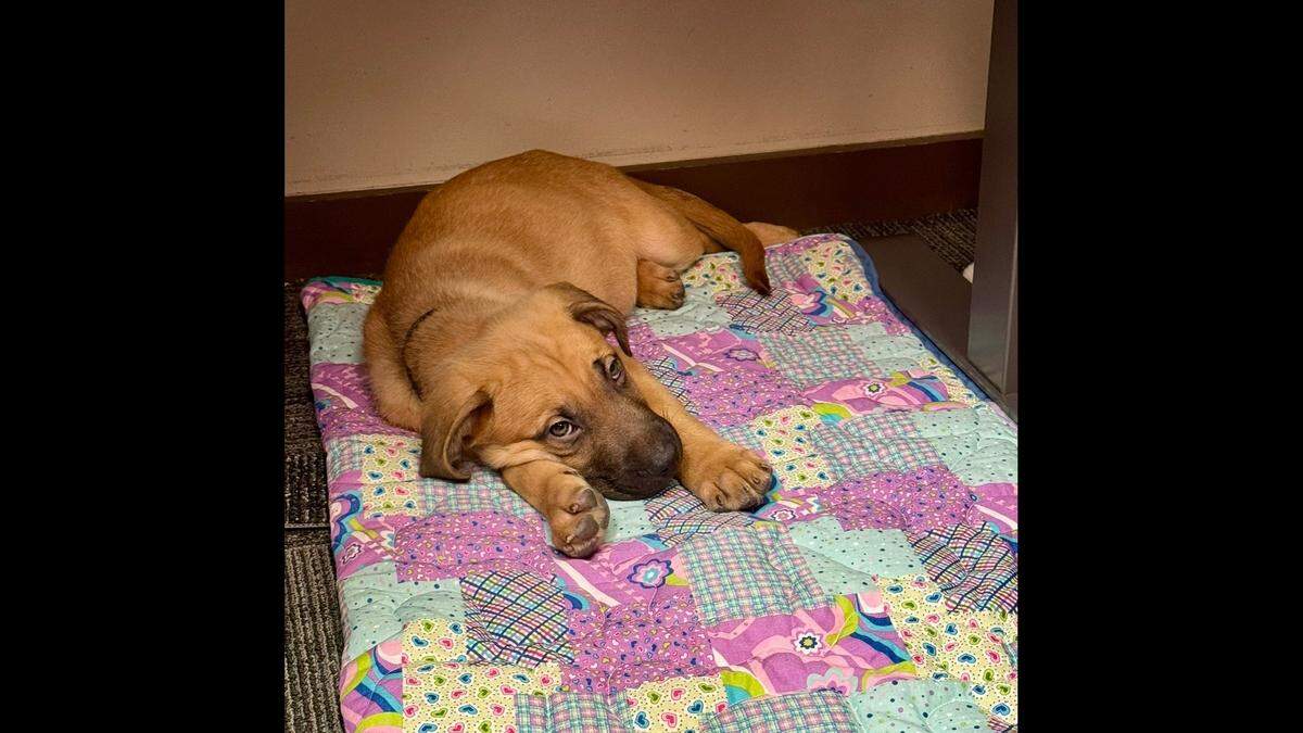 The 2-month-old puppy was found in a box in the “freezing cold and darkness.”
