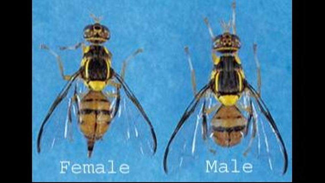 Trees at more than 2,000 homes in a California city will be stripped of their fruit, according to a state agency.